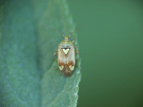 Lygus sp.